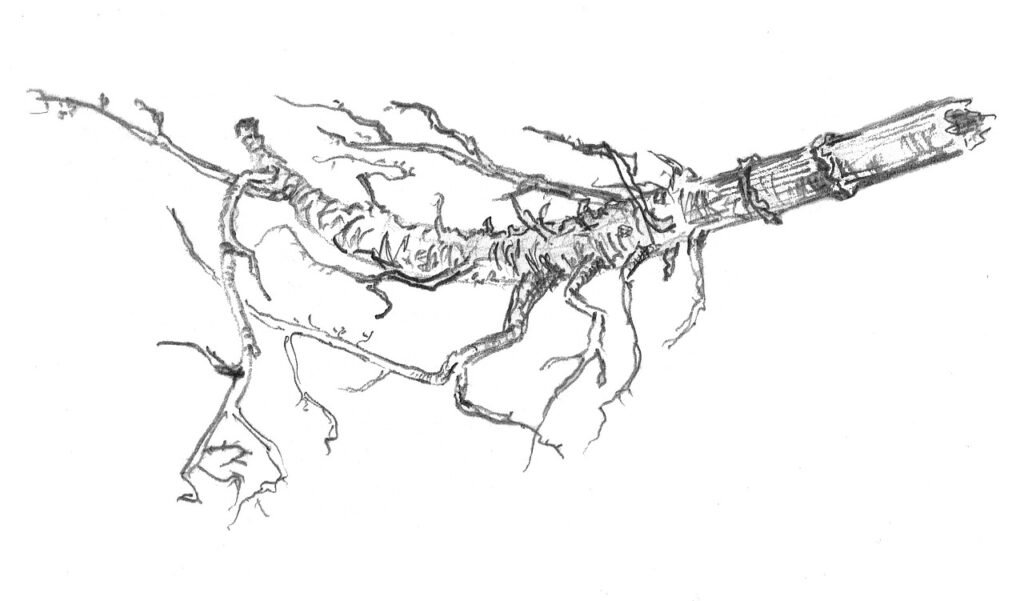 The Role Of The Vagus Nerve In Cold Exposure