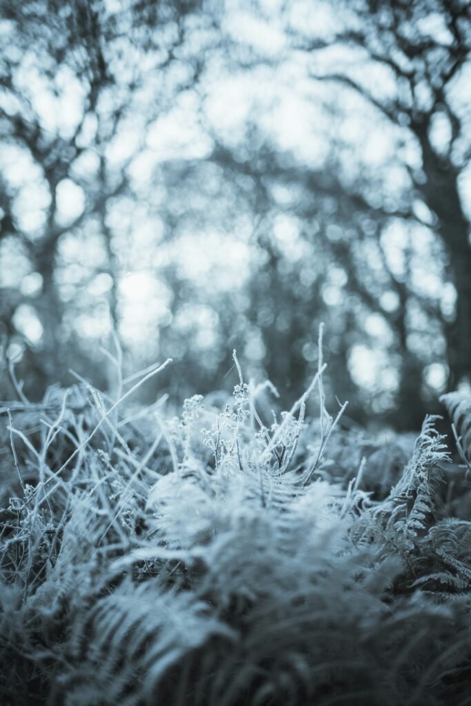 Can Cold Plunges Enhance Nutrient Absorption?
