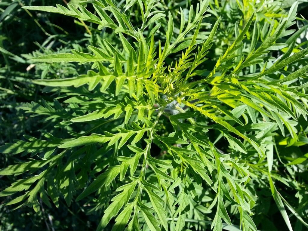 Can Cold Plunges Help Reduce Allergy Symptoms?
