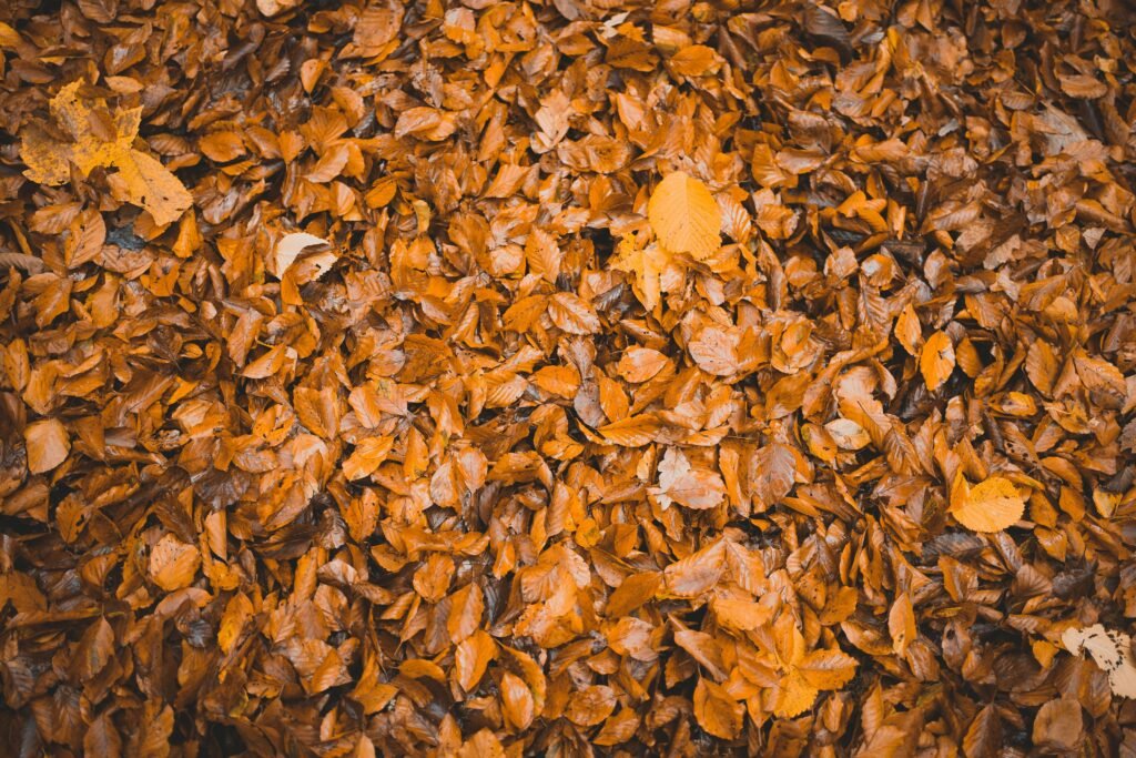 Understanding Brown Vs. White Fat And Cold’s Role