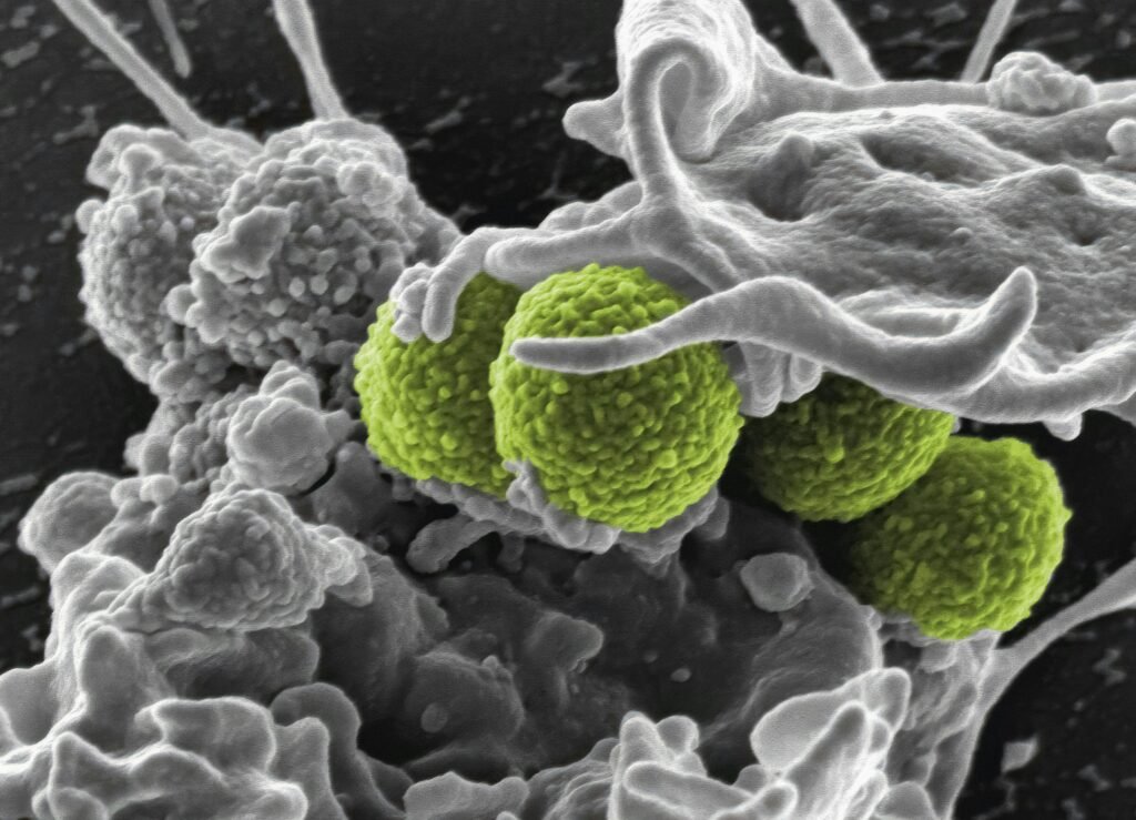 Cold Plunges and Immune System Function Explained: Proven Facts