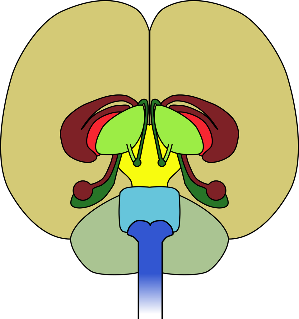 Cold Water And The Central Nervous System Cold Water And The Central Nervous System